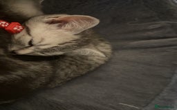 British Shorthair cats for sale: British short hair  - Advert 2