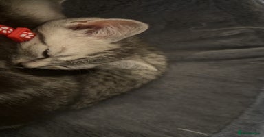 British Shorthair cats British short hair  - Advert 10