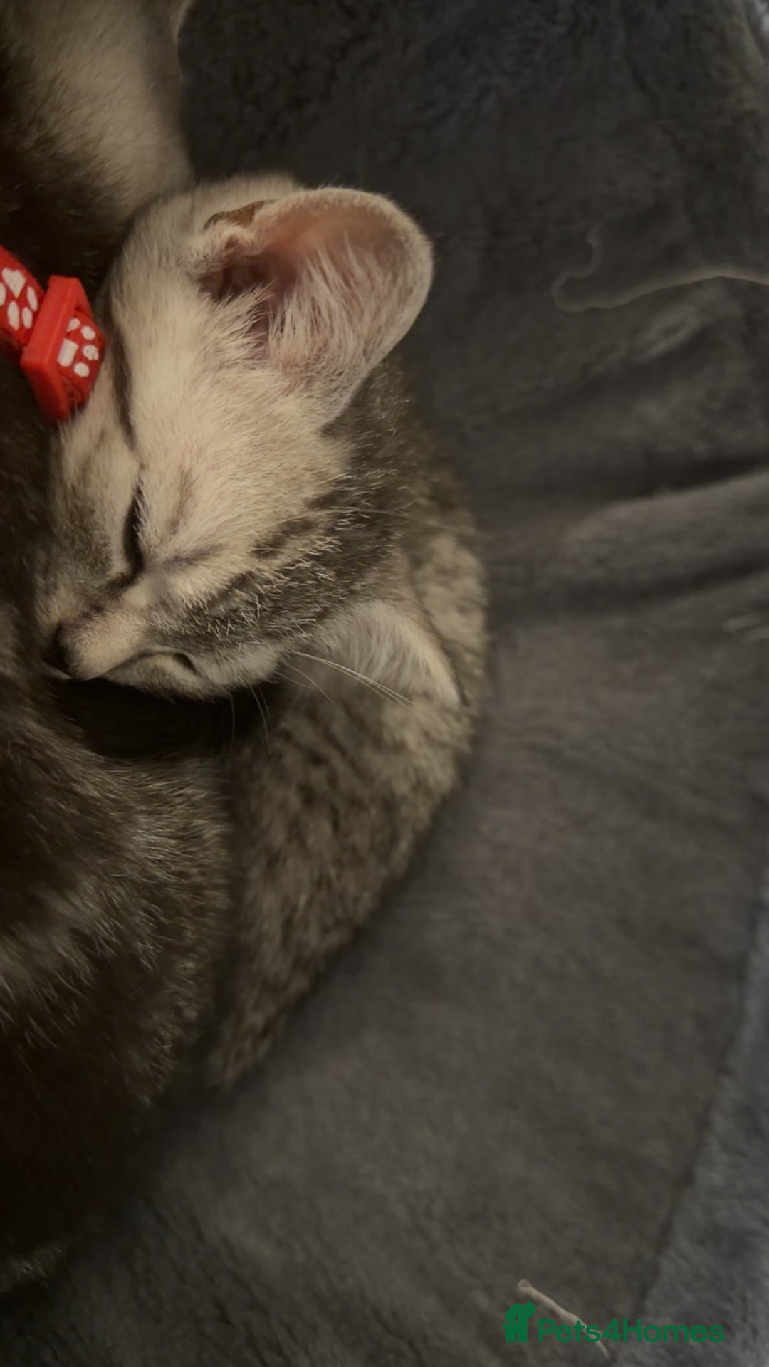 British Shorthair cats for sale: British short hair  - Advert 2