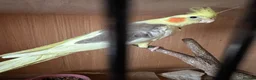 Cockatiels birds for sale: 2 pair cockatiels for sale £200 a pair  - Advert 2