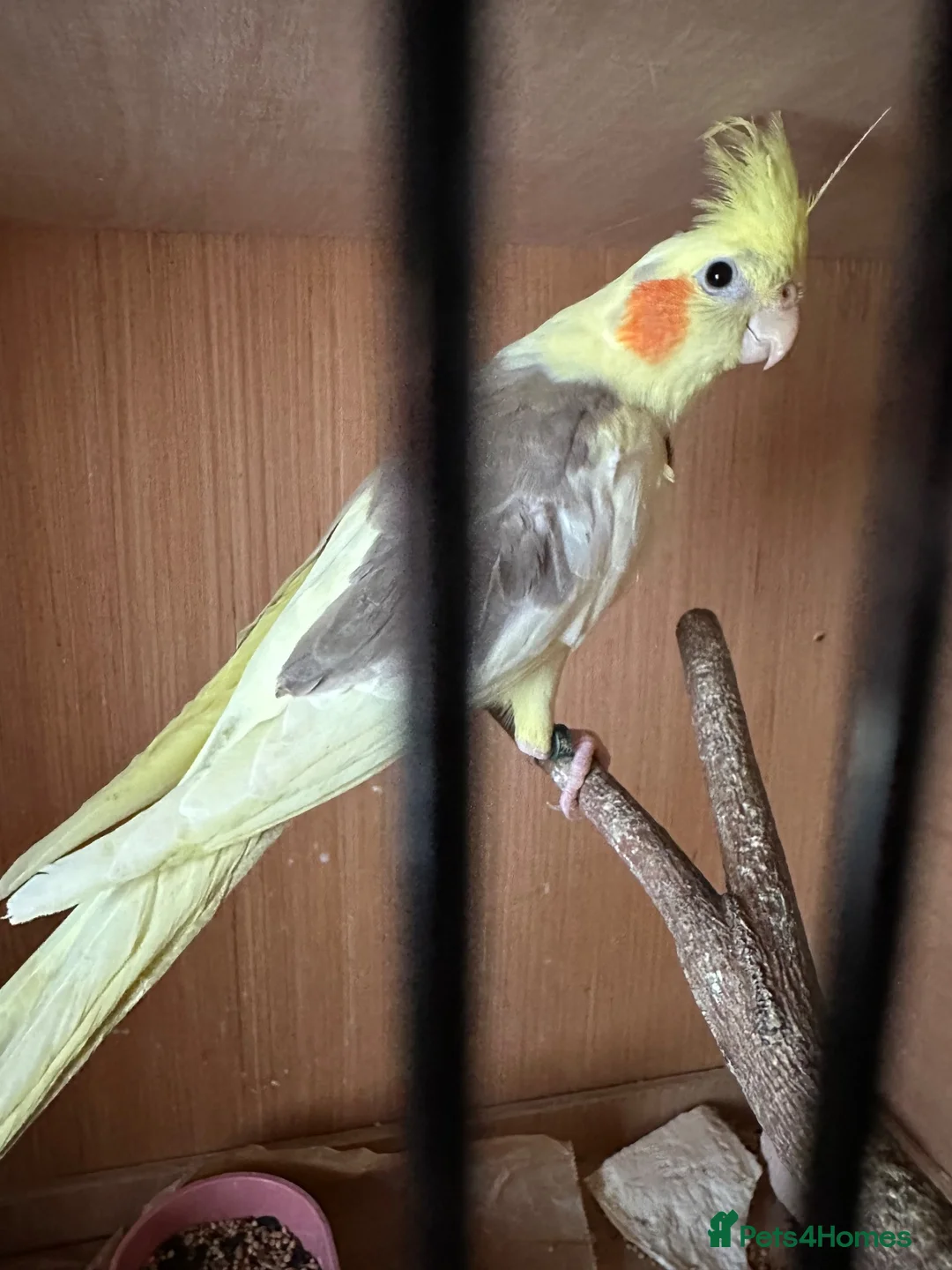 Cockatiels birds for sale: 2 pair cockatiels for sale £200 a pair  - Advert 2