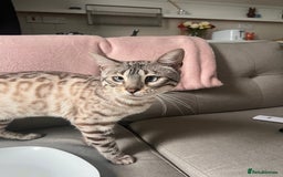 Bengal cats for sale: 1y snow bengal - Image 2
