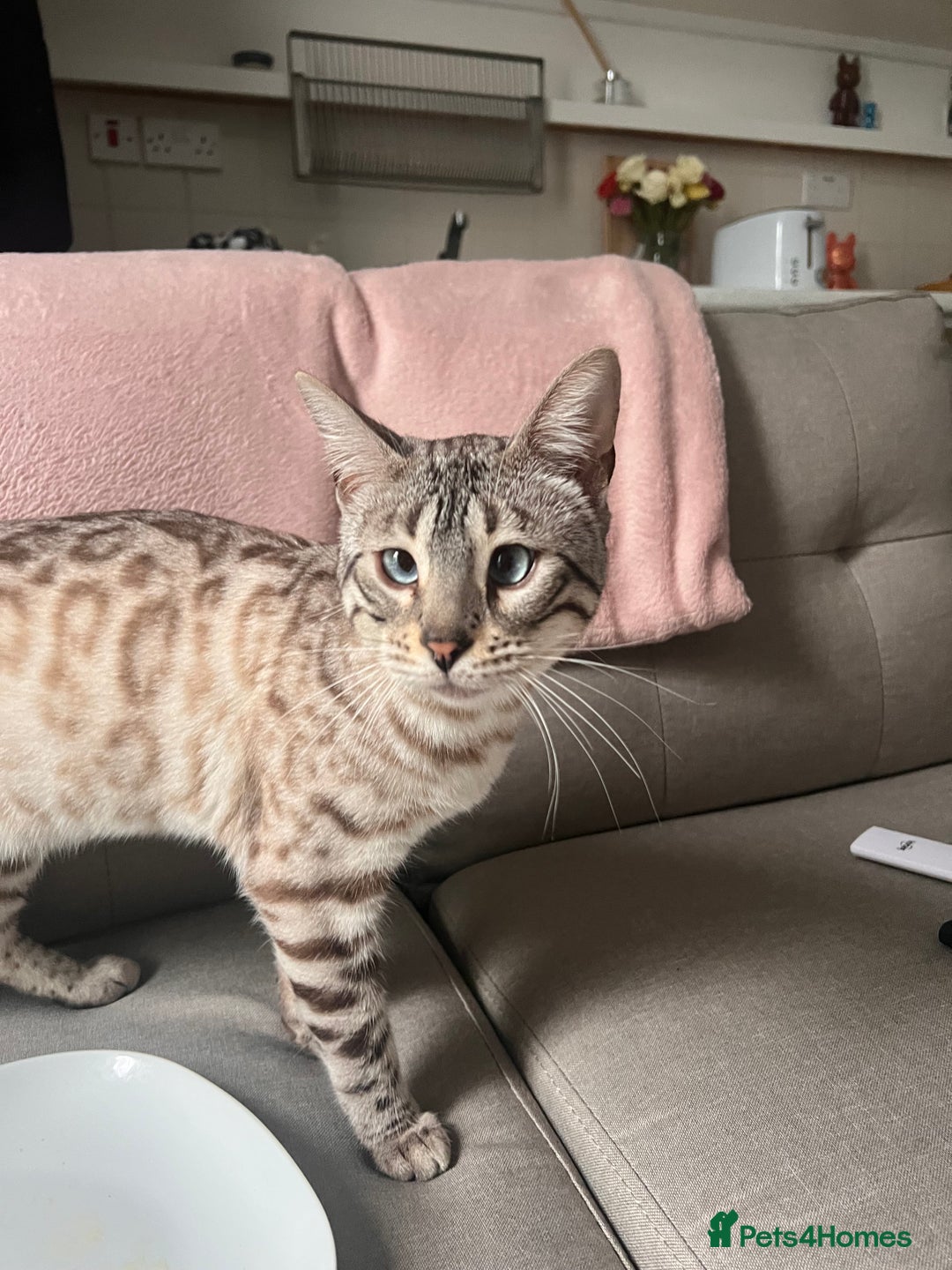 Bengal cats for sale: 1y snow bengal - Image 2
