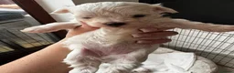 Maltese dogs for sale: Maltese Puppies - Advert 14