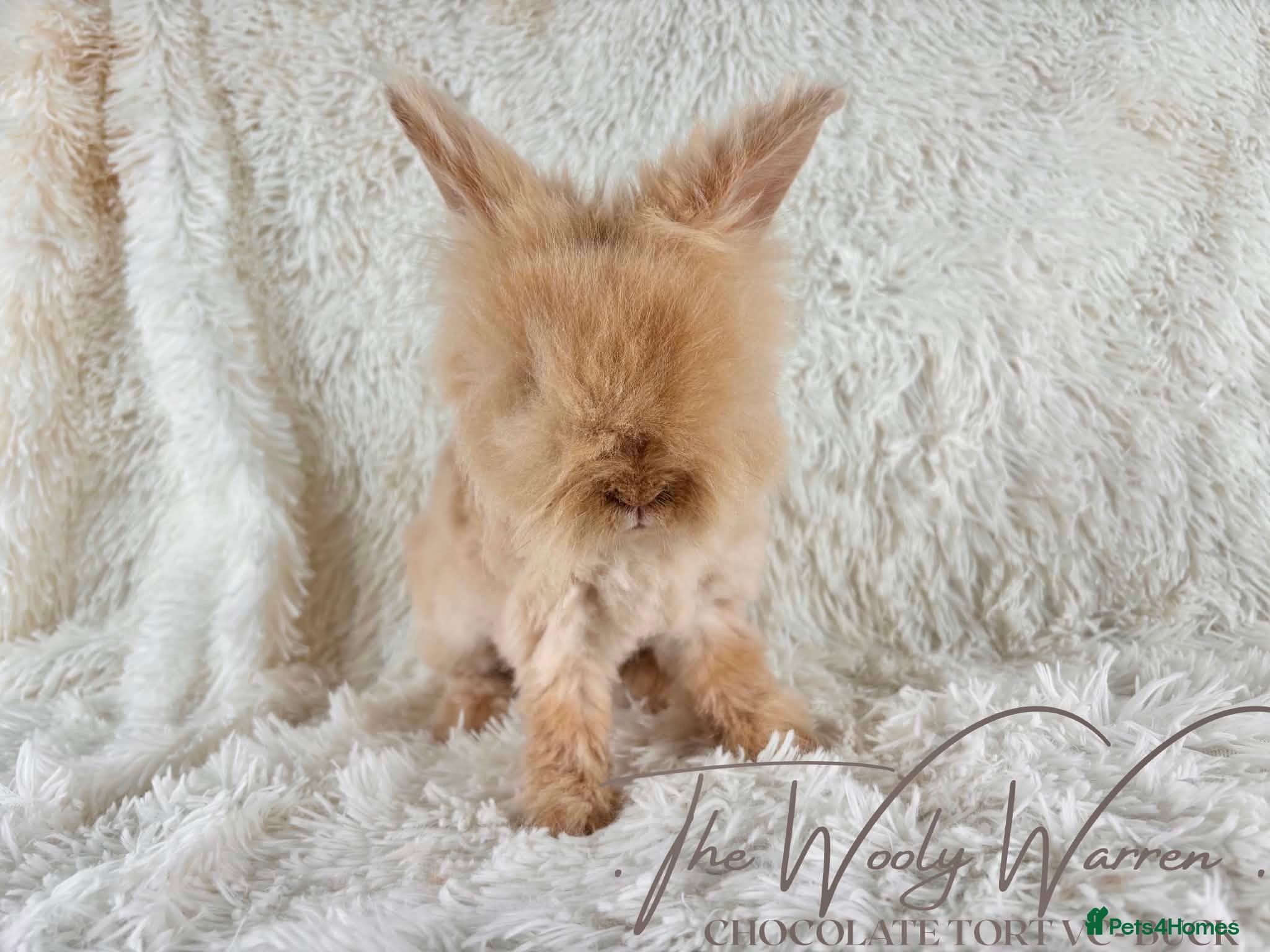 Angora rabbits Fully Vaccinated Pedigree Angoras  - Advert 3