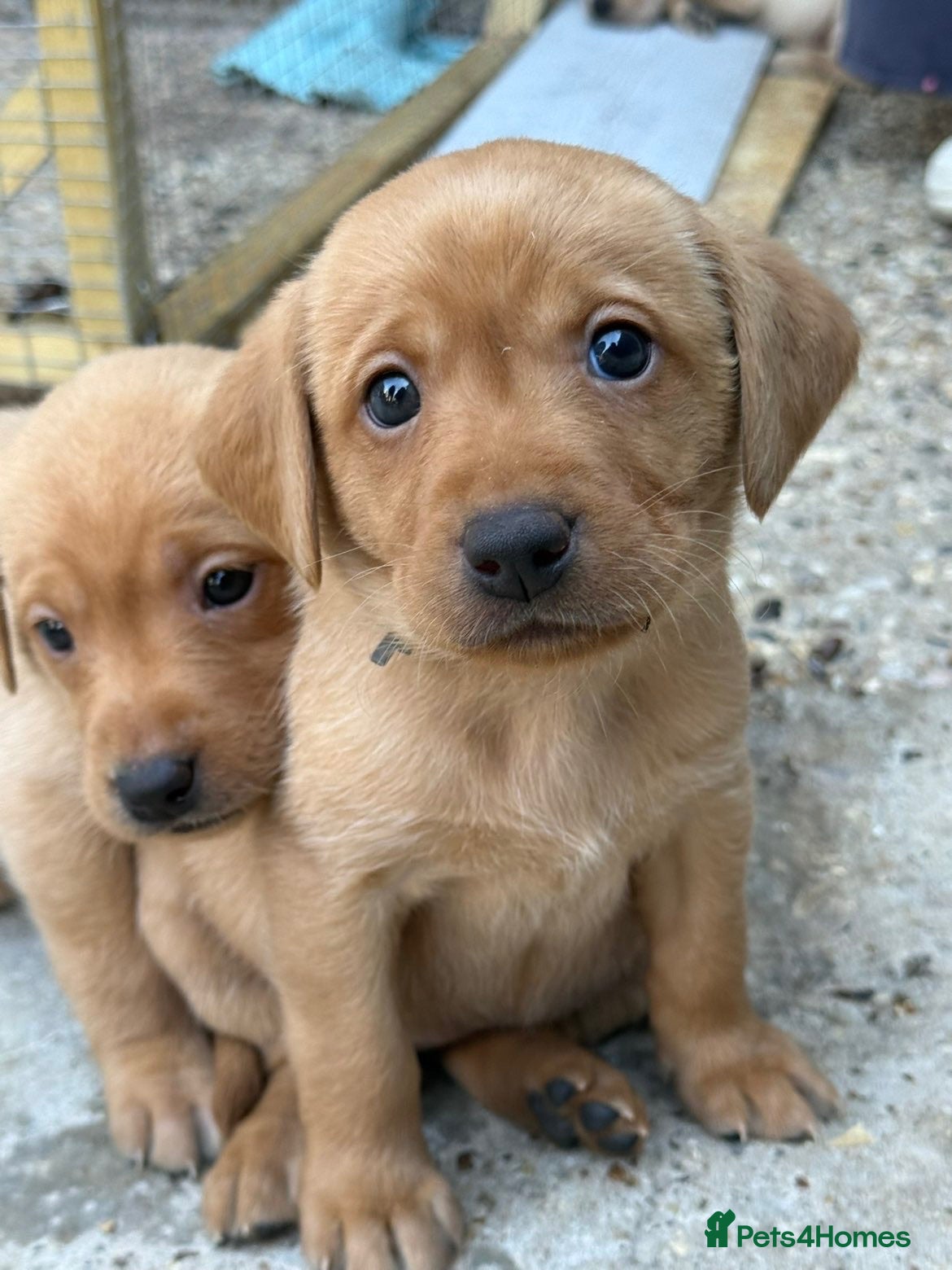 Labrador Retriever dogs KC YELLOW & RED LABRADORS  - Advert 5