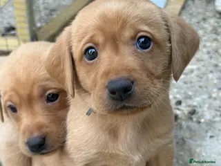 Labrador Retriever dogs KC YELLOW & RED LABRADORS - Advert 5