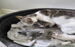Mixed Breed cats for sale: Beautiful kittens - Image 3