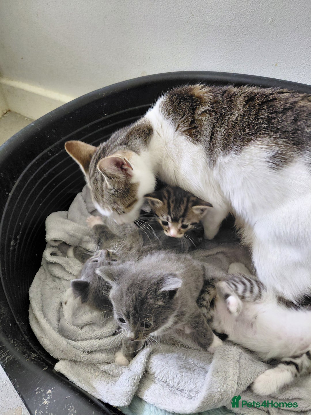 Mixed Breed cats for sale: Beautiful kittens - Image 3