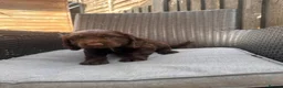Cocker Spaniel dogs for sale: 2 beautiful cocker spaniel puppy’s  - Advert 4