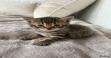 Mixed Breed cats - Advert 2