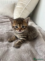 Mixed Breed cats - Advert 5