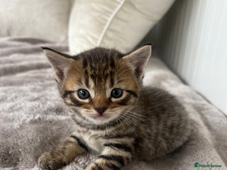 Mixed Breed cats 7 Kittens looking to move into forever home - Advert 1