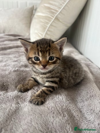 Mixed Breed cats 7 Kittens looking to move into forever home - Advert 1