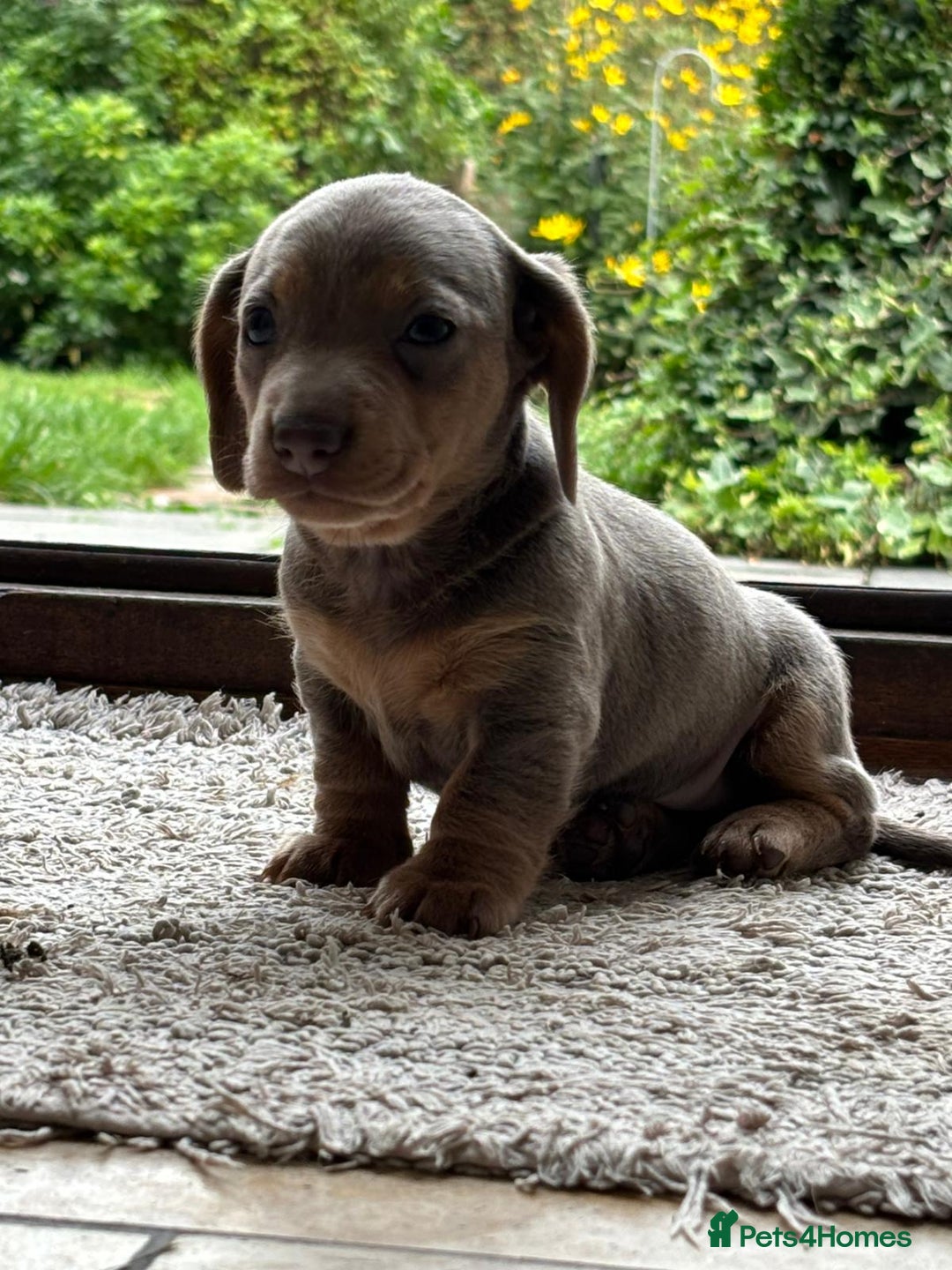 Miniature Dachshund dogs for sale: Mini short/long coat crossed dachshund  - Image 7