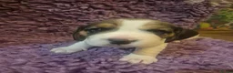 Beagle dogs for sale: Kc registered champion show line beagle puppies  - Advert 20