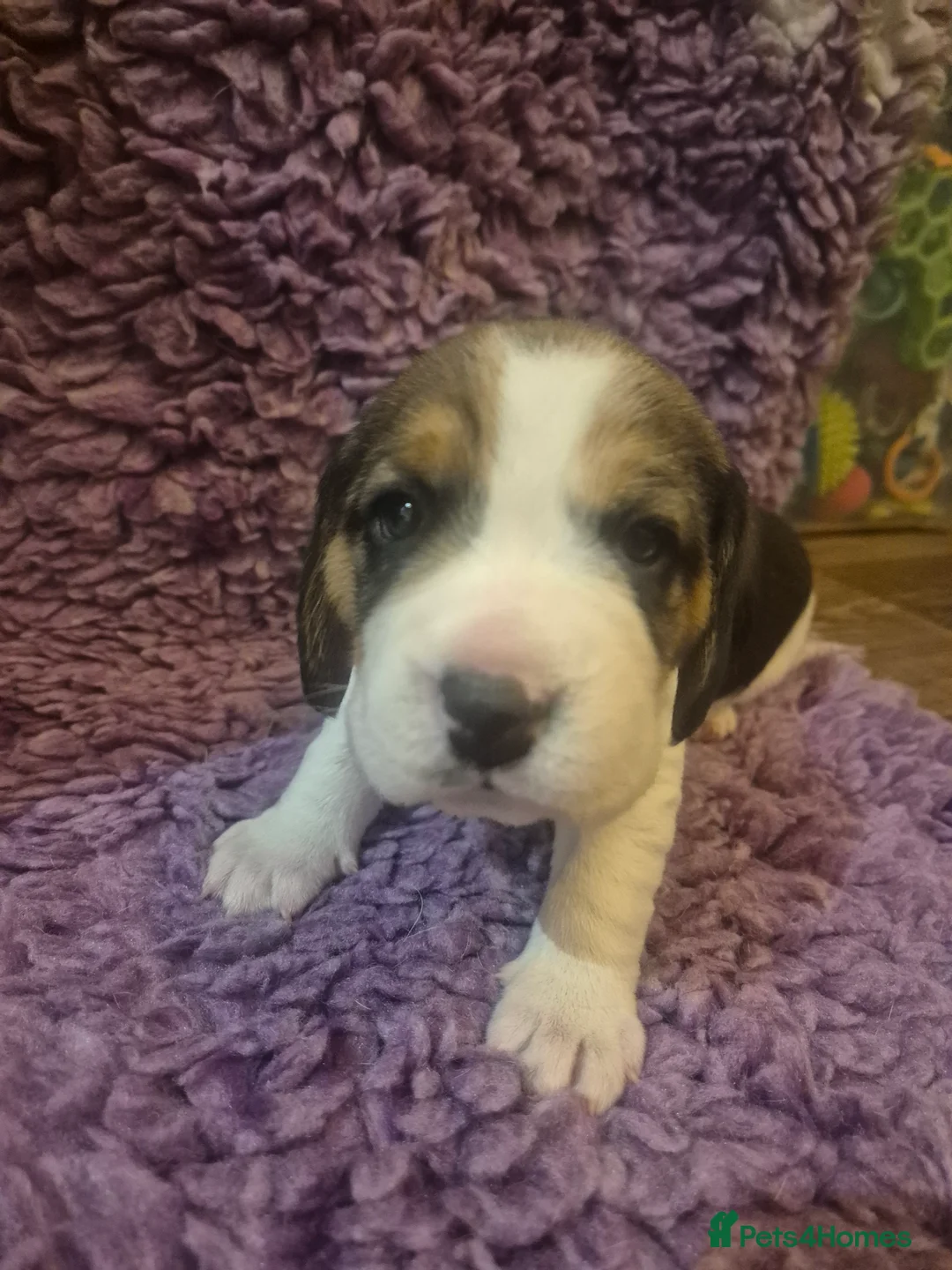 Beagle dogs for sale: Kc registered champion show line beagle puppies  - Advert 20