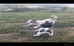 Jack Russell dogs for sale: Female jack russell pup - Image 4