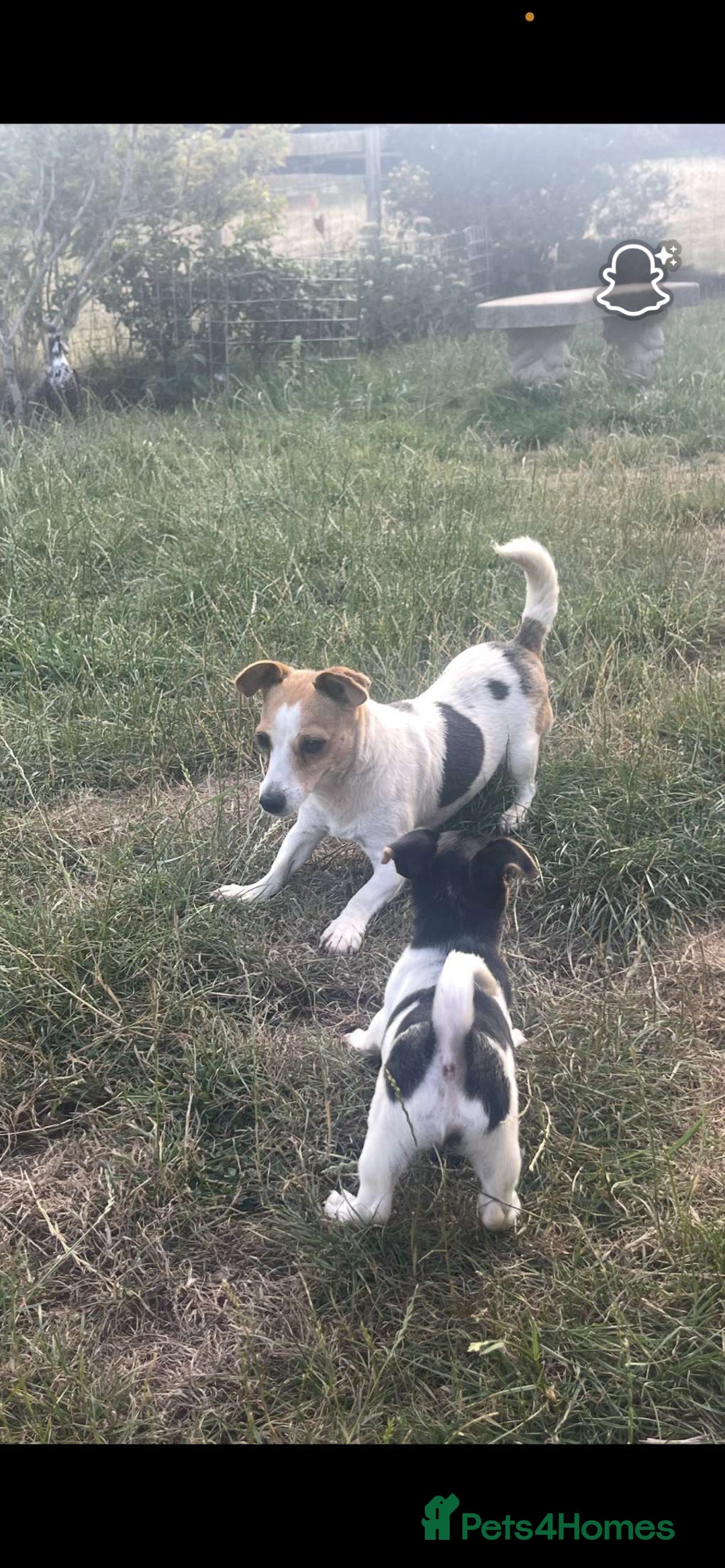 Jack Russell dogs for sale: Female jack russell pup - Image 4