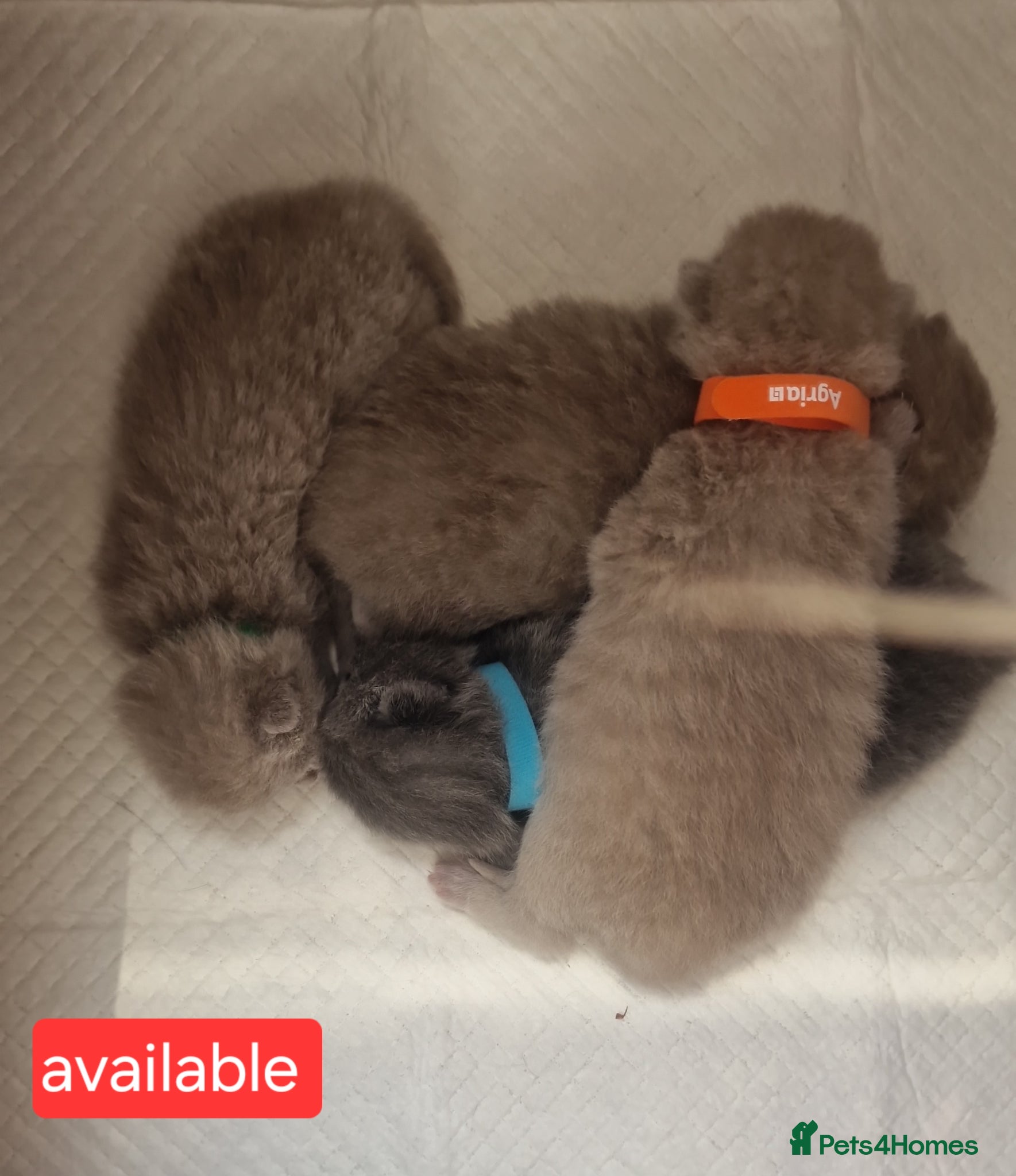 British Shorthair cats for sale: Chunky champion Gccf british shorthair kittens in Bradford - Advert 4
