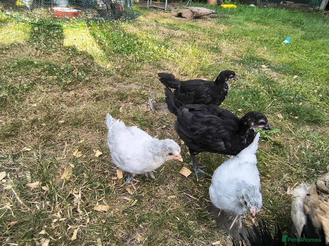 Chickens poultry for sale: La fleche and aracauna chicks - Advert 1