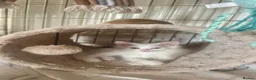 Mixed Breed cats for sale: 🤍 Beautiful White Girl Kitten - Advert 5