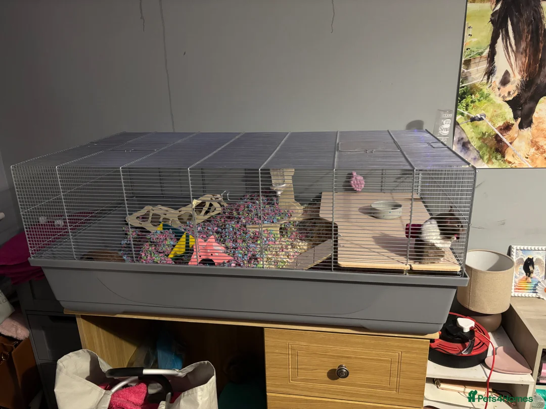 Hamster rodents for sale: Syrian female hamster  in Doncaster - Advert 1