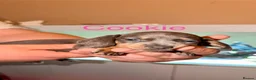 Miniature Dachshund dogs for sale: Adorable Miniature Dachshund Puppies - Advert 8