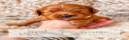 Cavapoo dogs for sale: 5 STAR LICENSED BREEDER BEAUTIFUL RED F1 CAVAPOOS - Advert 21