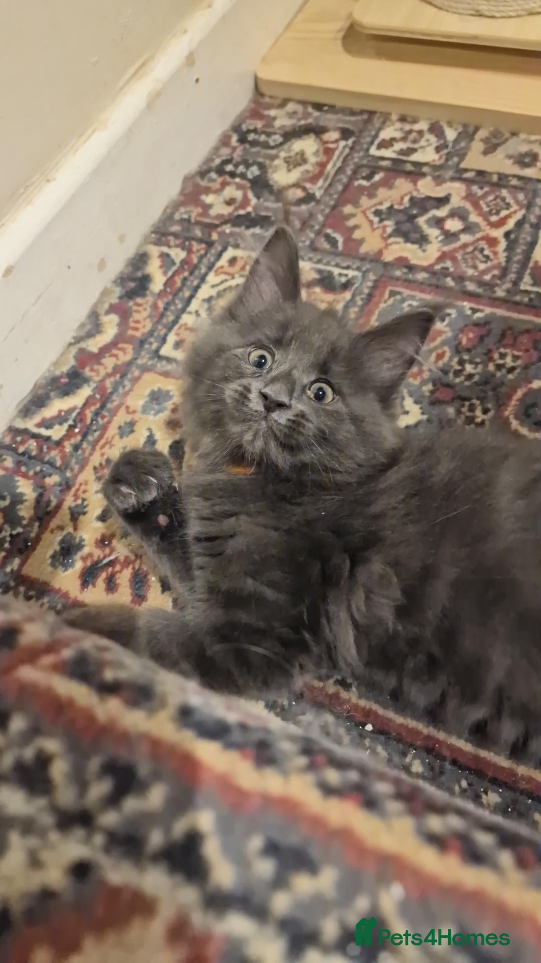 Maine Coon cats Beautiful female Mainecoon kitten - Advert 1