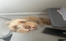 Cockapoo dogs for sale: Cockapoo female - Image 1
