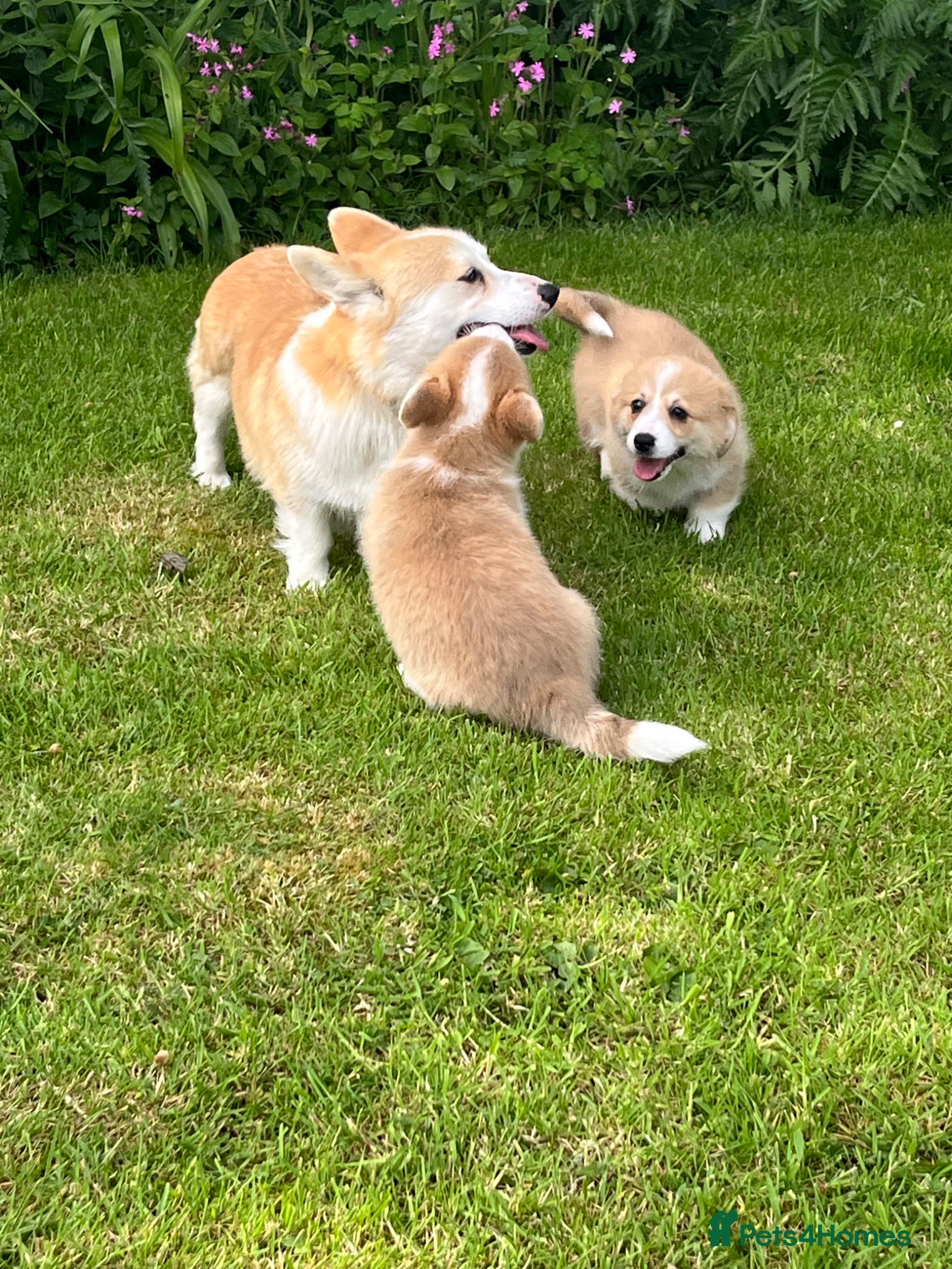 Welsh Corgi Pembroke dogs KC Reg Pembs Corgi - Advert 4
