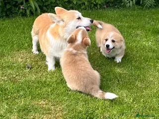 Welsh Corgi Pembroke dogs KC Reg Pembs Corgi - Advert 17