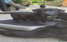 German Shepherd dogs for sale: ONE GIRL AVAILABLE -German shepherd puppies - Image 29