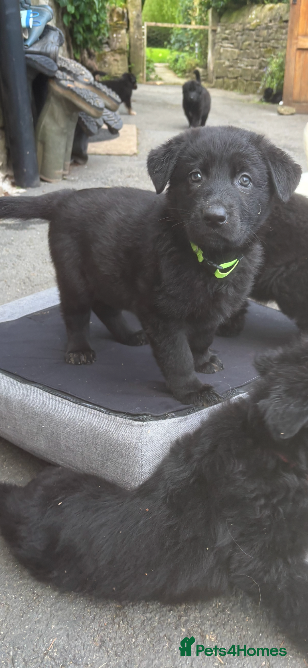 German Shepherd dogs for sale: ONE GIRL AVAILABLE -German shepherd puppies - Image 29