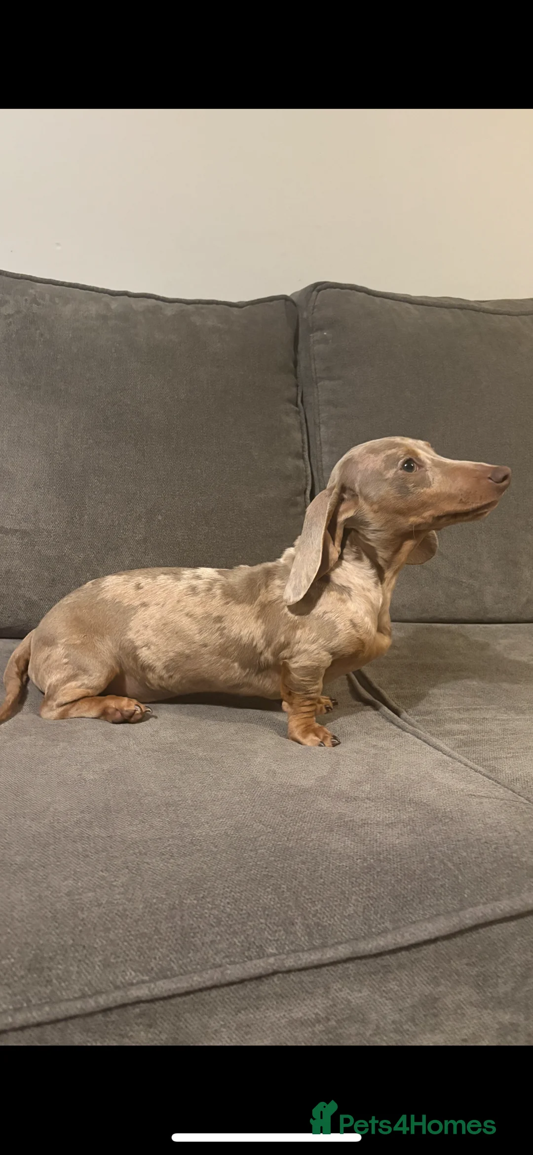 Miniature Dachshund dogs for sale: Female minuture dachshund  - Advert 2