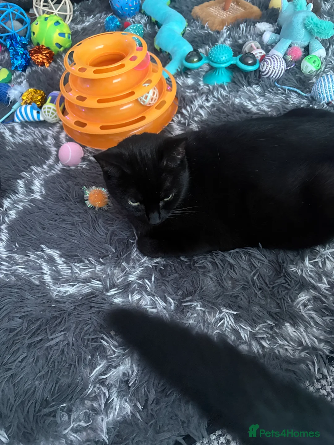 Mixed Breed cats for sale: Black kittens,ready to go on 8th of February  - Advert 4