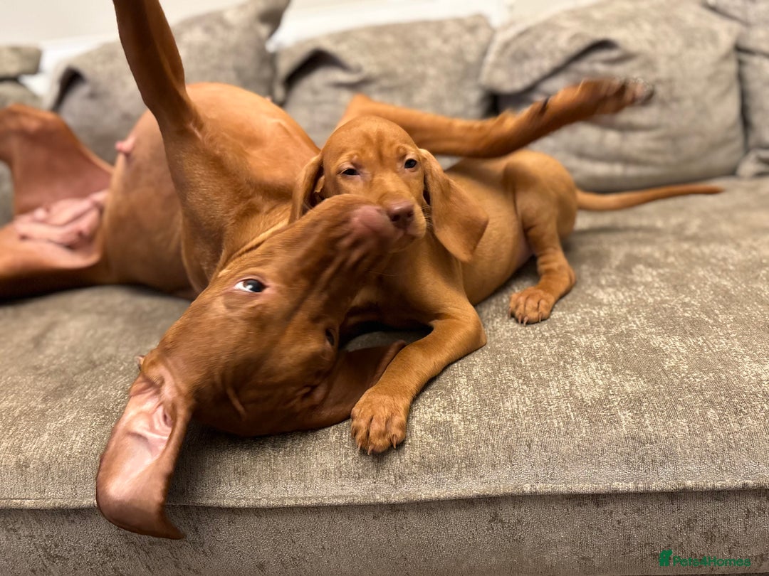 Hungarian Vizsla dogs for sale: Ready to leave KC Registered Vizsla Puppy  - Advert 5