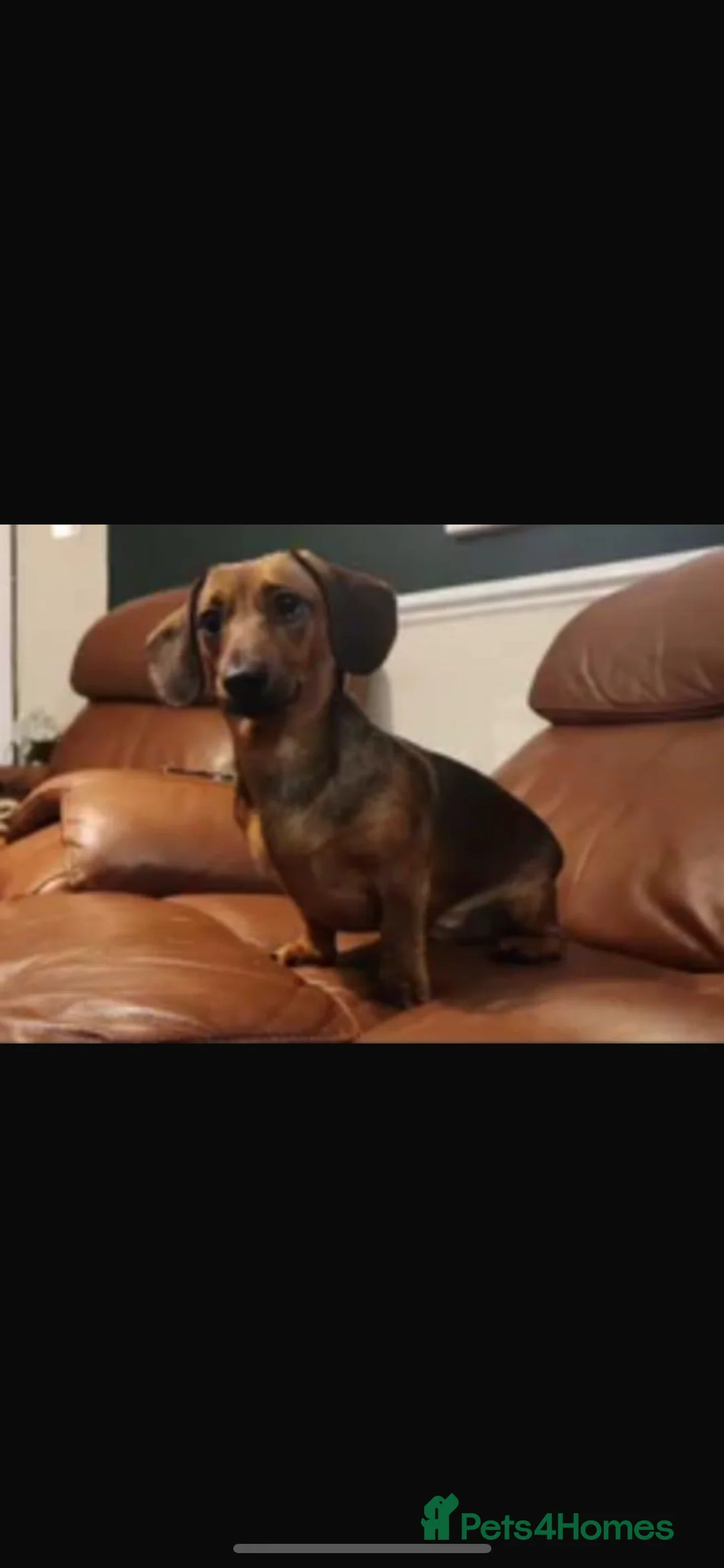 Dachshund dogs for sale: Red dachshund puppies  - Advert 5