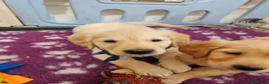 Golden Retriever Puppy 1