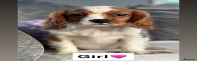 Cavalier King Charles Spaniel Puppy 1