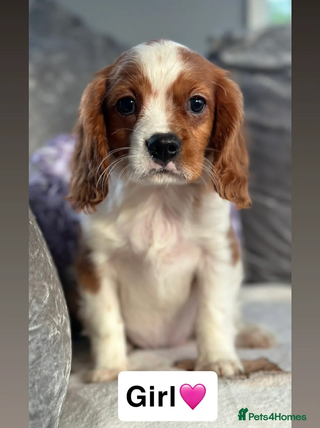 Cavalier King Charles Spaniel dogs for sale: Stunning KC registered Male  Cavalier Pup - Advert 4