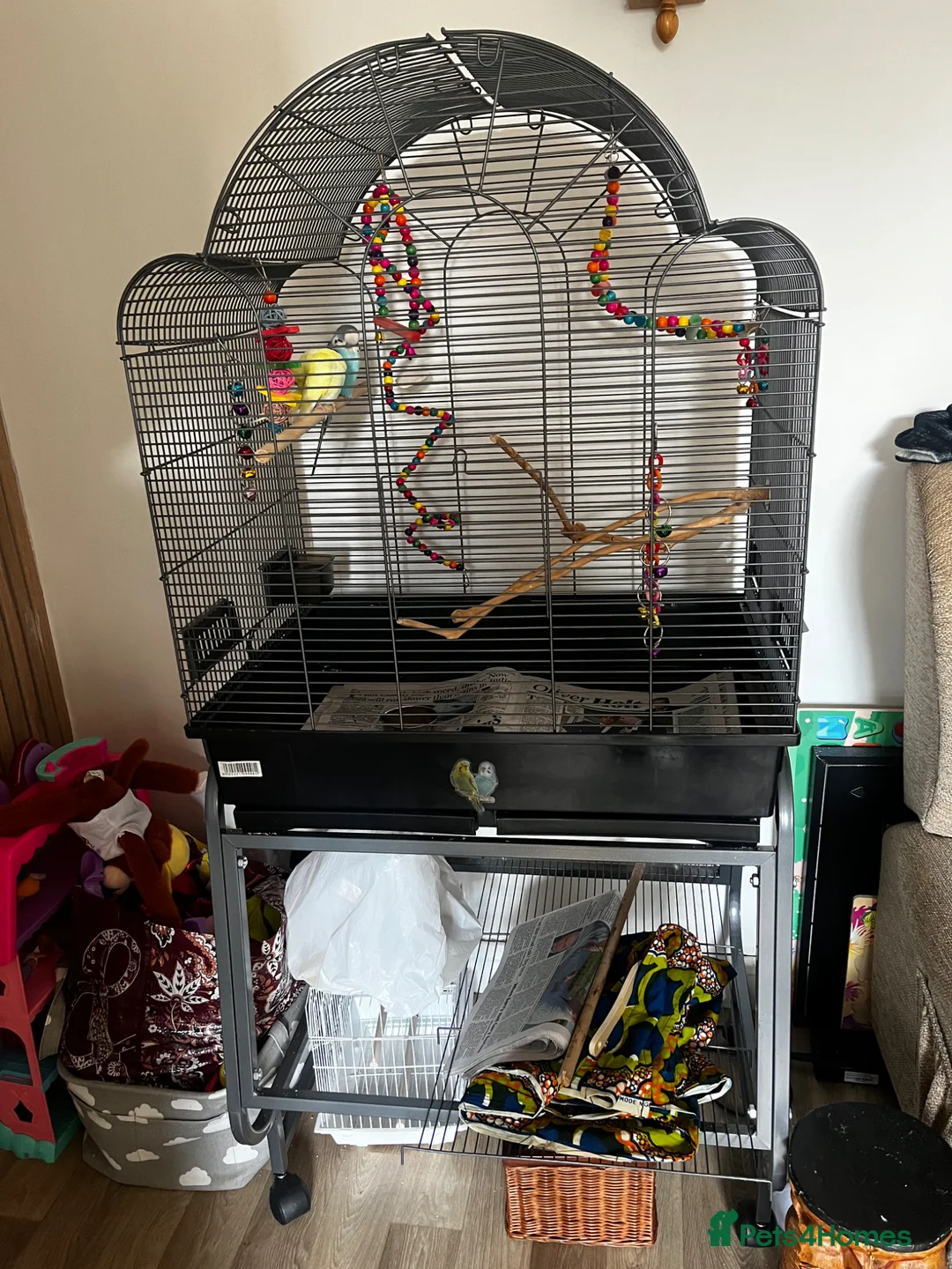 Budgerigars birds for sale: 2 male budgies  in Manchester - Advert 1