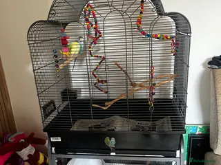 Budgerigars birds 2 male budgies - Advert 1