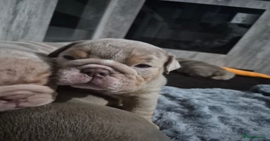 English Bulldog dogs - Advert 7
