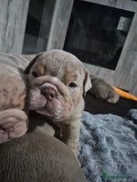 English Bulldog dogs - Advert 7