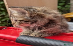 European cats for sale: Beautiful, friendly and playful kittens - Image 5