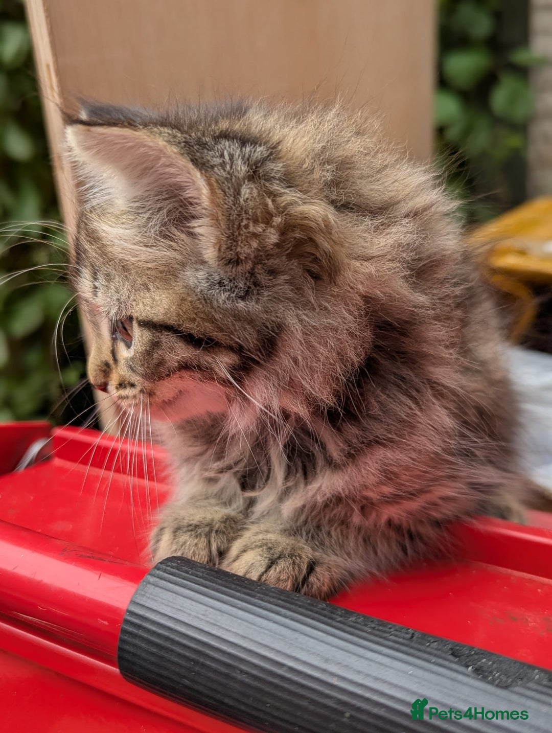 European cats for sale: Beautiful, friendly and playful kittens - Image 5