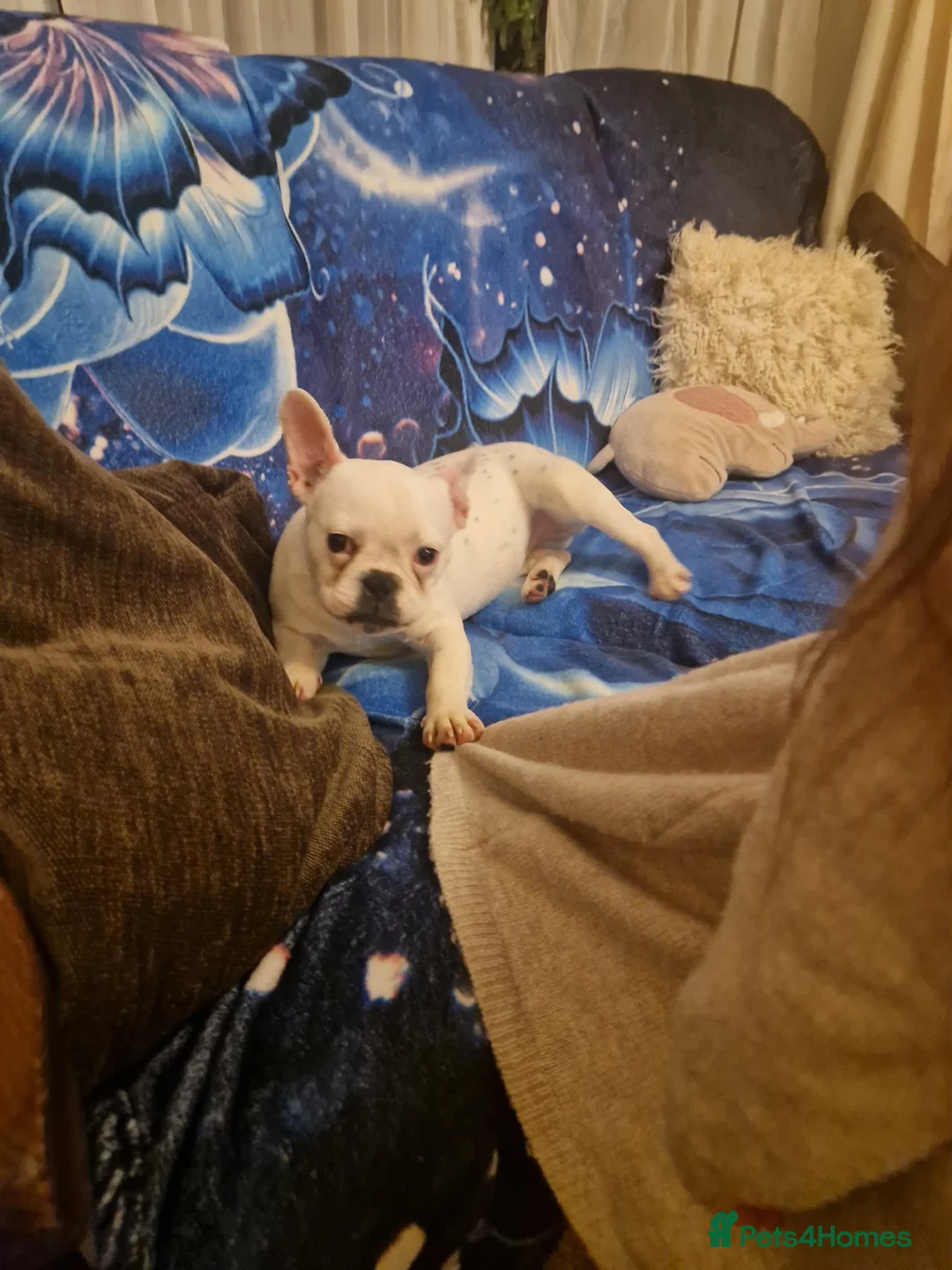 French Bulldog dogs for sale: Buldog francez - Advert 2