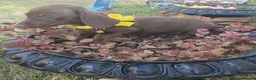 Dachshund dogs for sale: Dachshund puppies  - Advert 3